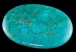 Palmier Chrysocolle