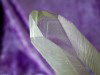 LemurianMasterWand PhantomSML