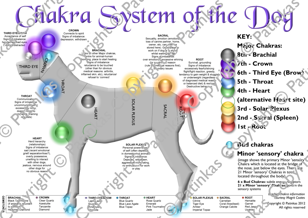 Animal Chakra Posters