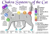 Chakra System of the Cat