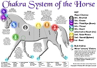 Chakra System of the Horse