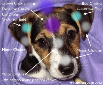 Dog Face Chakras - Copyright � Patinkas 2009