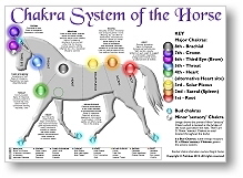 Chakra System of the Horse and Dog: A3 posters available