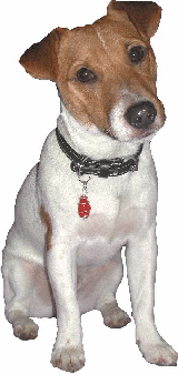 Sherbet Dip Wearing a Dog Collar Crystal