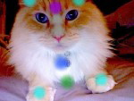 Chakra System of Animals - Cat Chakras